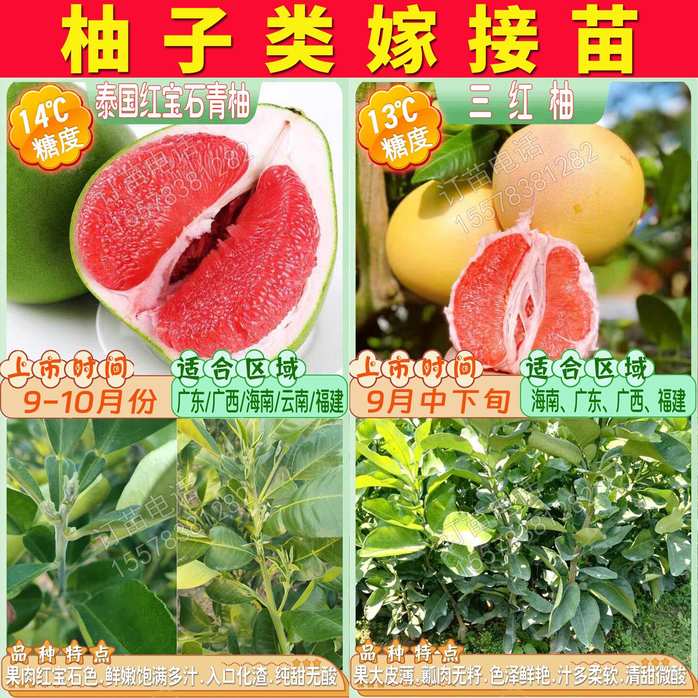 泰国红宝石青柚子树苗沙田柚嫁接苗红心蜜柚子树苗黄金贡柚果苗