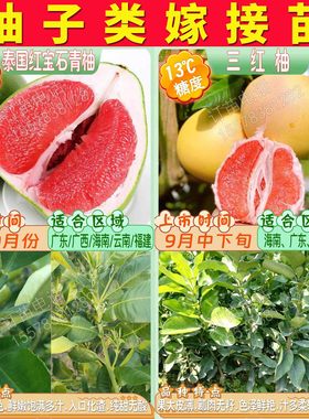 根系好苗木粗壮提供种植技术
