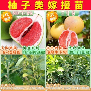泰国红宝石青柚子树苗沙田柚嫁接苗红心蜜柚子树苗黄金贡柚果苗