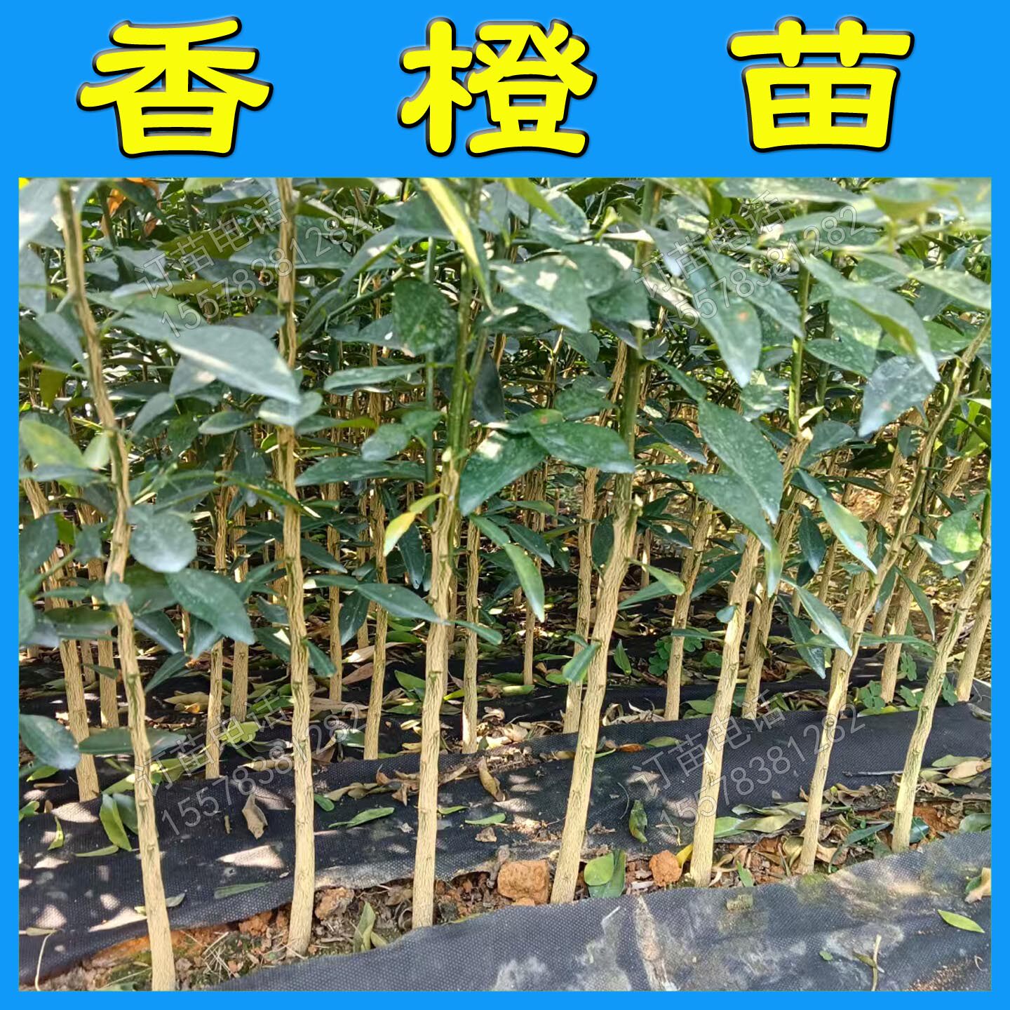 根系好苗木粗壮提供种植技术