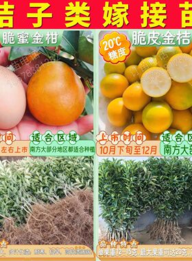 根系好苗木粗壮提供种植技术