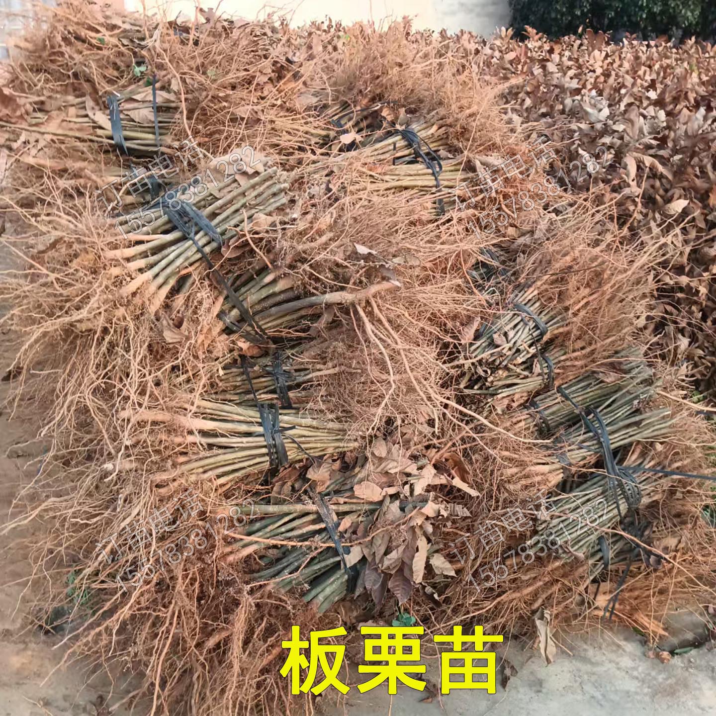 根系好苗木粗壮提供种植技术