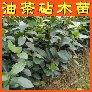 油茶树苗嫁接砧木苗直生树苗实生树苗砧木苗嫁接砧木实生苗油茶苗