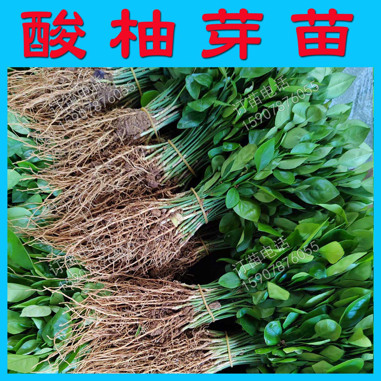 酸柚砧木苗酸柚树苗酸柚实生苗酸柚苗柚子树苗柚子嫁接砧木芽幼苗