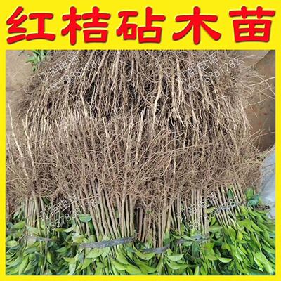 根系好苗木粗壮提供种植技术