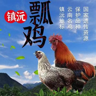 云南土鸡镇沅瓢鸡真正宗高原农家散养山虫草现杀新鲜真空顺丰空运