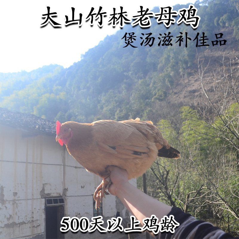 生态天然新鲜散养土鸡