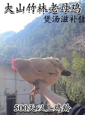 生态天然新鲜散养土鸡