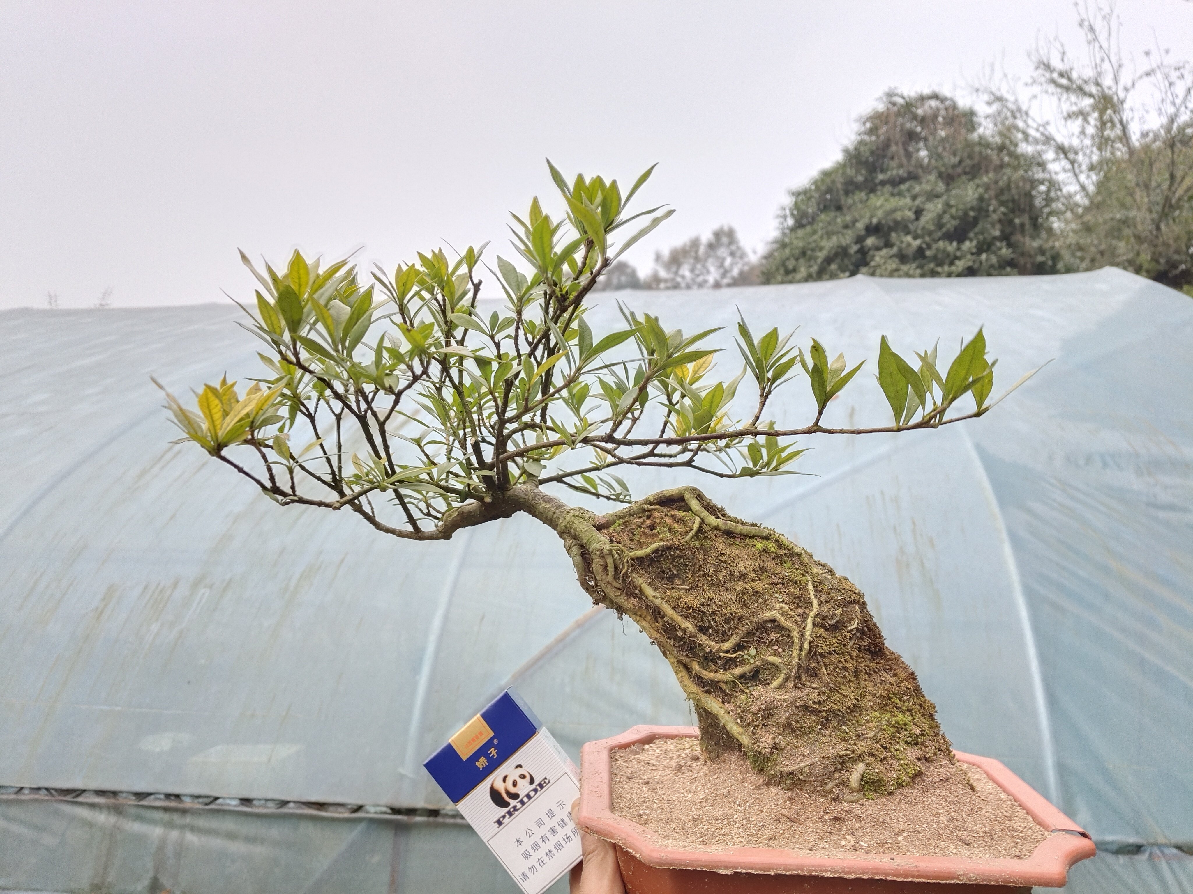 四季栀子花 一物一拍 矮霸型栀子花 带盆发货,鲜花速递/花卉仿真/绿植园艺,造型盆景,淘宝优惠券,粉丝福利购,淘宝优惠卷