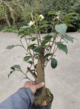 茶树老桩 原盆原土发货 茶树盆栽 秋冬赏花 春秋采嫩芽叶