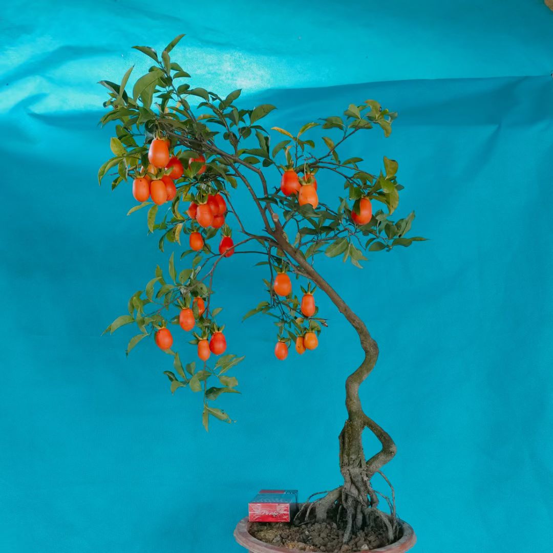 金弹子 金弹子老桩 金弹子盆景 金弹子老桩盆景  原盆 原土发货