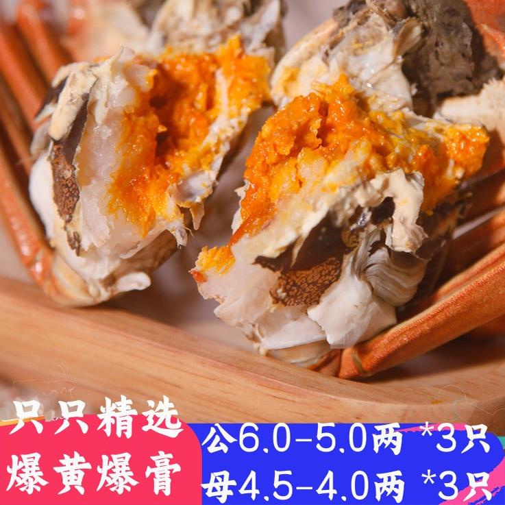 活蟹6只特大半斤以上公蟹大闸蟹螃蟹鲜活巨大公母对蟹阳澄好蟹