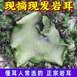 岩耳野生张家界石耳干货新摘菌菇石木耳特产岩菇山货石菇山珍地衣
