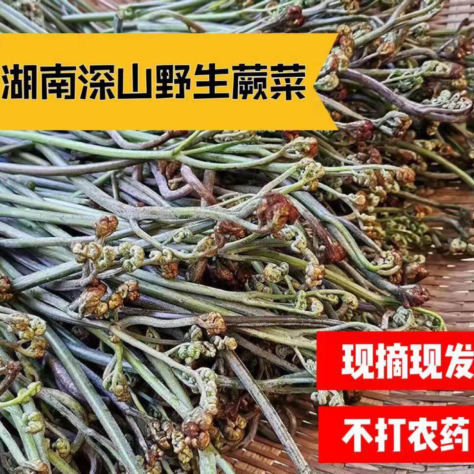 湖南当季蕨菜新鲜野生蔬菜现摘现发龙爪菜泡菜【不苦】【甜蕨】