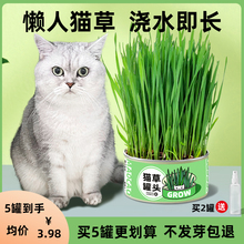 团子先生小麦猫草种植猫草盆栽懒人猫草罐头幼猫咪化毛草薄荷片膏