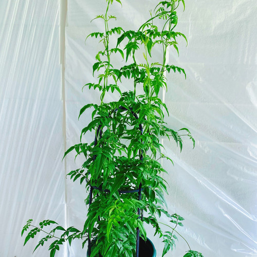 素馨花盆栽多花花卉室内阳台庭院四季易活懒人花爬藤藤蔓绿植花卉