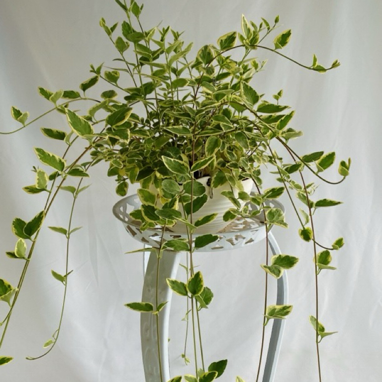 花叶蔓长春花耐热耐寒垂吊藤本开花植物室内室外栽种带盆带土发货