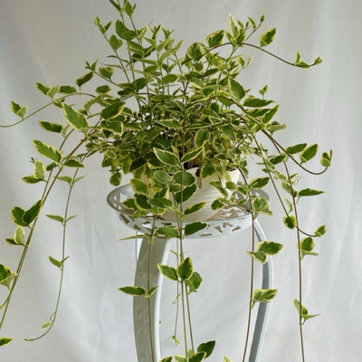 花叶蔓长春花耐热耐寒垂吊藤本开花植物室内室外栽种带盆带土发货