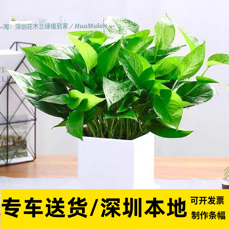 小绿萝盆栽除吸甲醛植物室内花卉净化空气办公室水培绿箩深圳同城 鲜花速递/花卉仿真/绿植园艺 绿植 原图主图