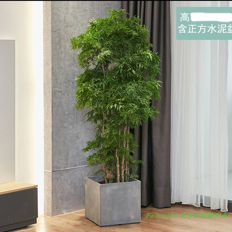 福禄桐盆栽深圳同城细叶喜阳招财