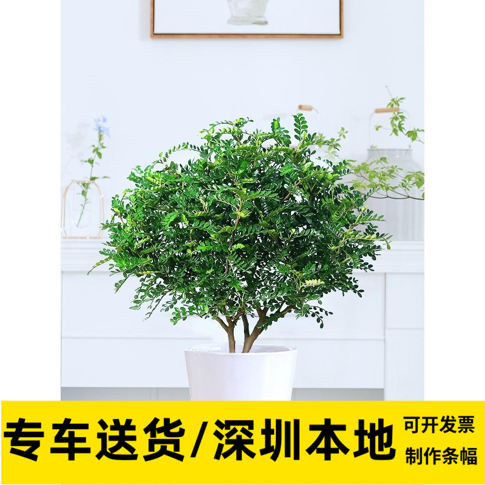 驱蚊清香木驱蚊草夏季居家小植物防蚊草喜阳绿植同城配送上门深圳