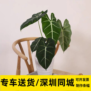 天鹅绒网红绿植室内窗台盆栽深圳吸甲醛客厅卧室观叶书房净化空气