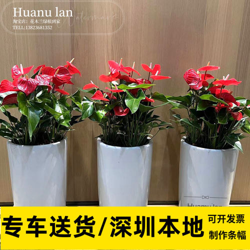 火鹤花骄阳办公室盆栽客厅桌面水培植物组合盆载前台室内吸甲醛火