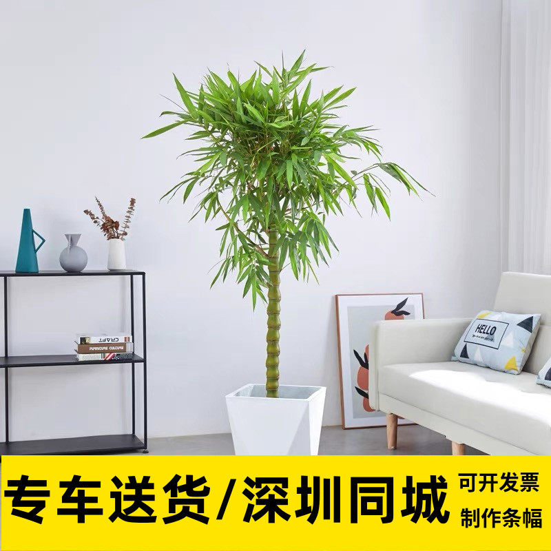 深圳佛肚竹子盆栽喜阳室外盆栽窗户阳台庭院招财观赏类竹子好养活