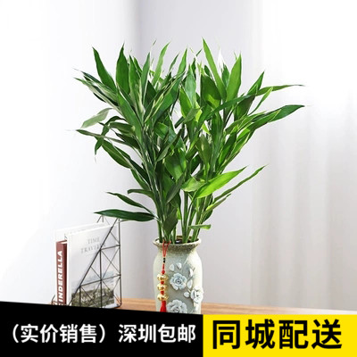 富贵竹开运竹水培盆栽绿植办公室盆栽节节高盆景水生植物转运竹