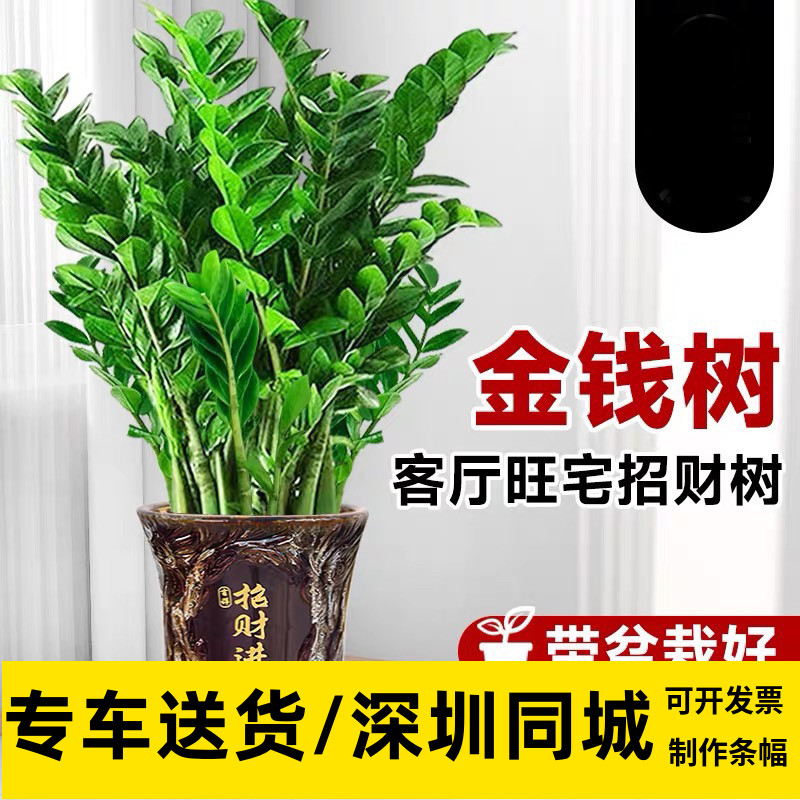金钱树盆栽办公室前台开业送礼
