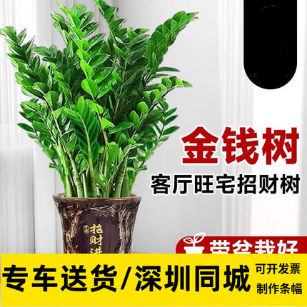 金钱树盆栽办公室前台客厅绿植室内耐阴植物乔迁开业送礼同城深圳
