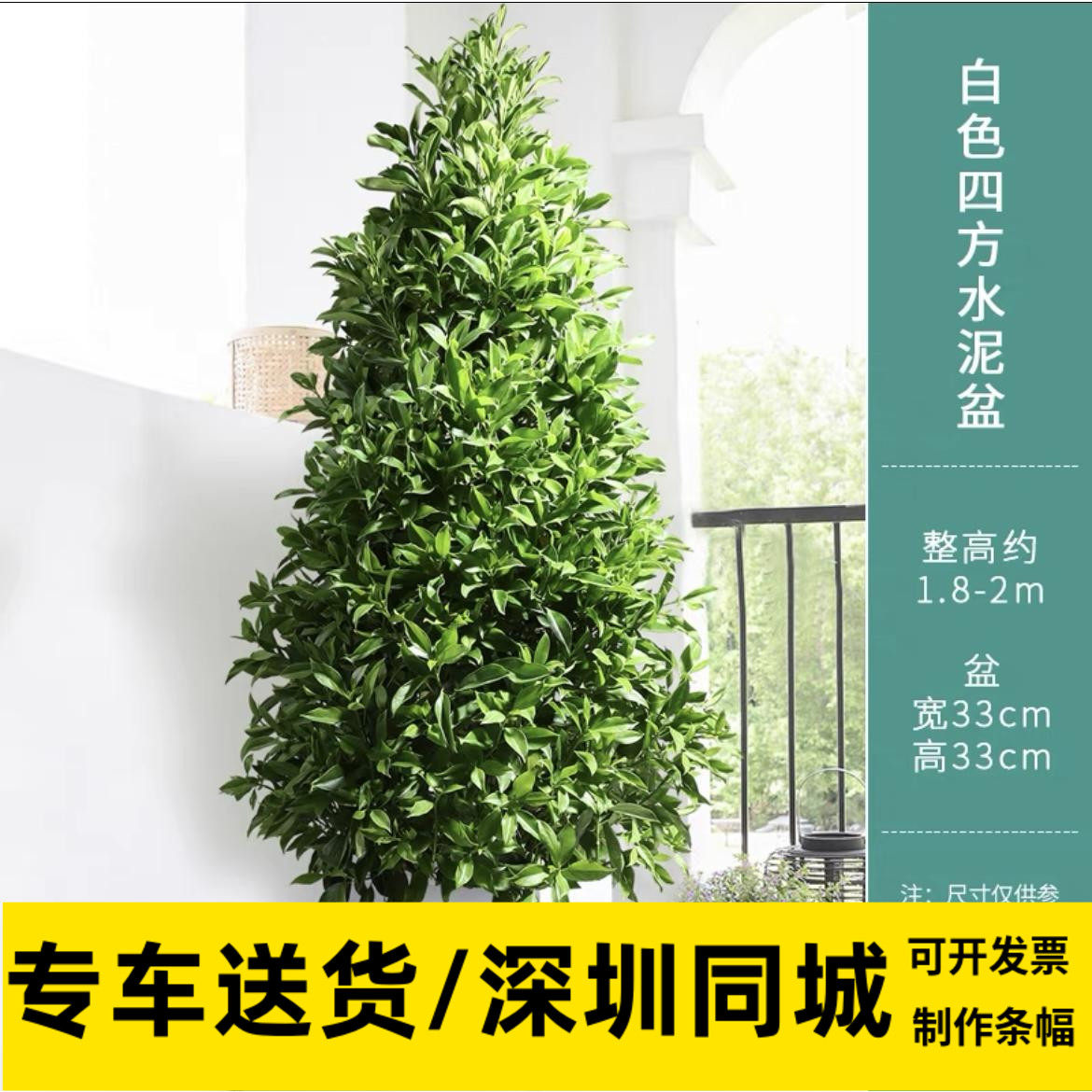 塔型非洲茉莉茂盛喜阳植物阳台室外露天停车场耐晒 隔挡 隔断盆栽
