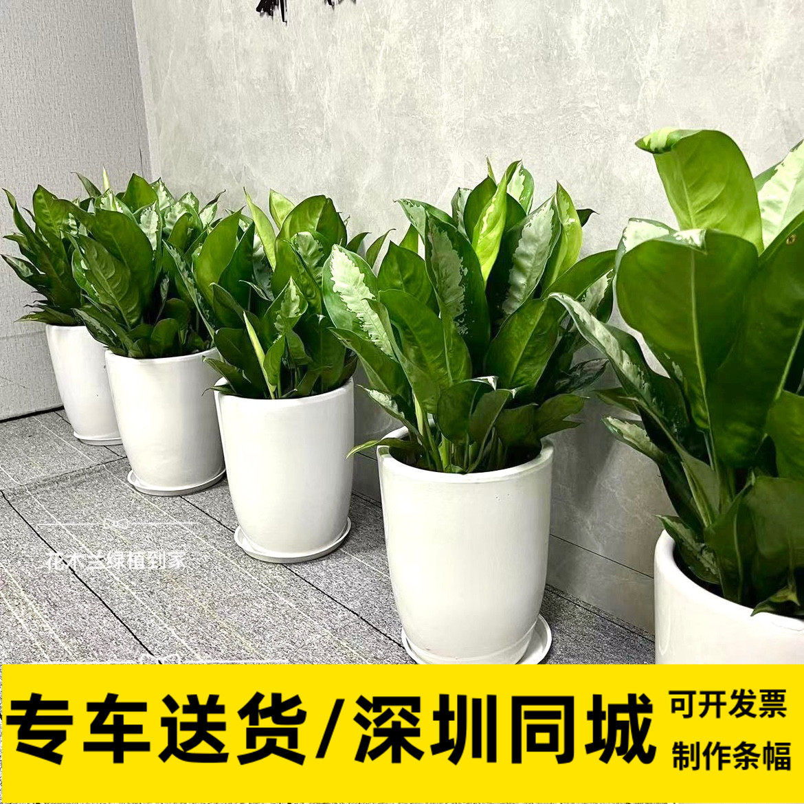 雅丽皇后室内盆栽除甲醛办公室