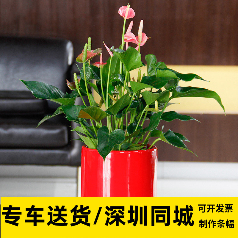 办公室红掌客厅开花深圳同城