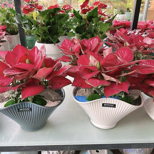 吉利红盆栽桌面好养活开花植物