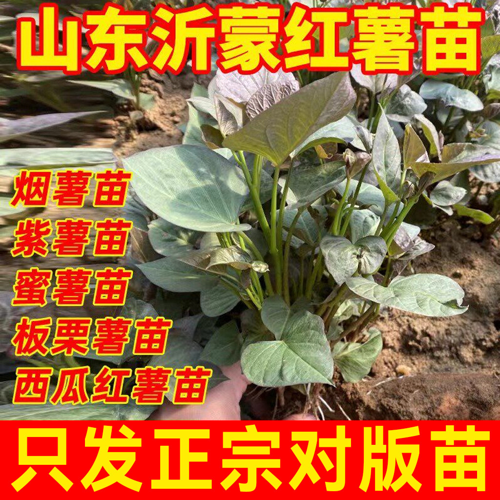 山东烟薯苗红薯苗糖心地瓜秧苗蜜薯苗紫薯苗高产板栗苗西瓜红薯苗