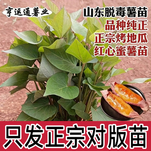 山东烟薯苗红薯苗糖心地瓜秧苗蜜薯苗紫薯苗高产板栗苗西瓜红薯苗