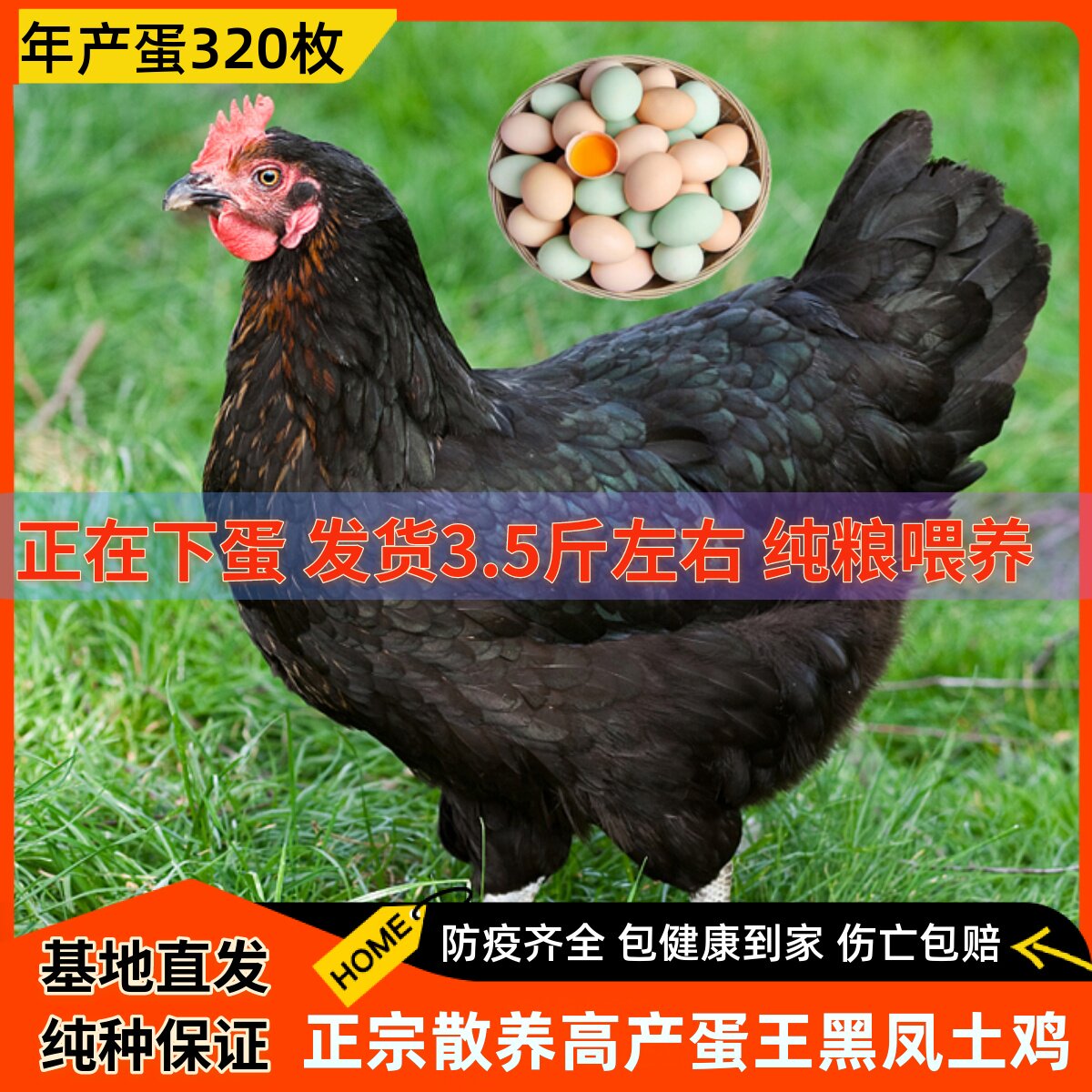 正宗高产蛋王黑凤鸡成年下蛋鸡活鸡包活到家生蛋母鸡土鸡粉绿壳蛋