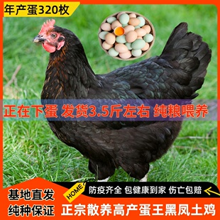 正宗高产蛋王黑凤鸡成年下蛋鸡活鸡包活到家生蛋母鸡土鸡粉绿壳蛋
