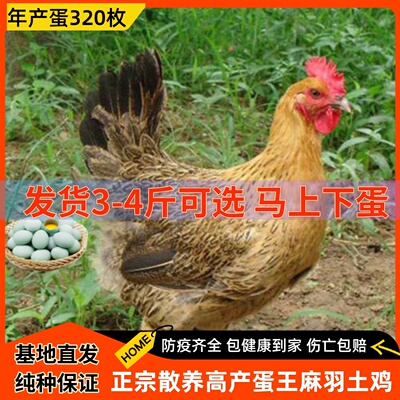 4斤产蛋王麻羽青脚土鸡绿壳蛋鸡下蛋鸡活鸡包活到家成年母鸡大鸡