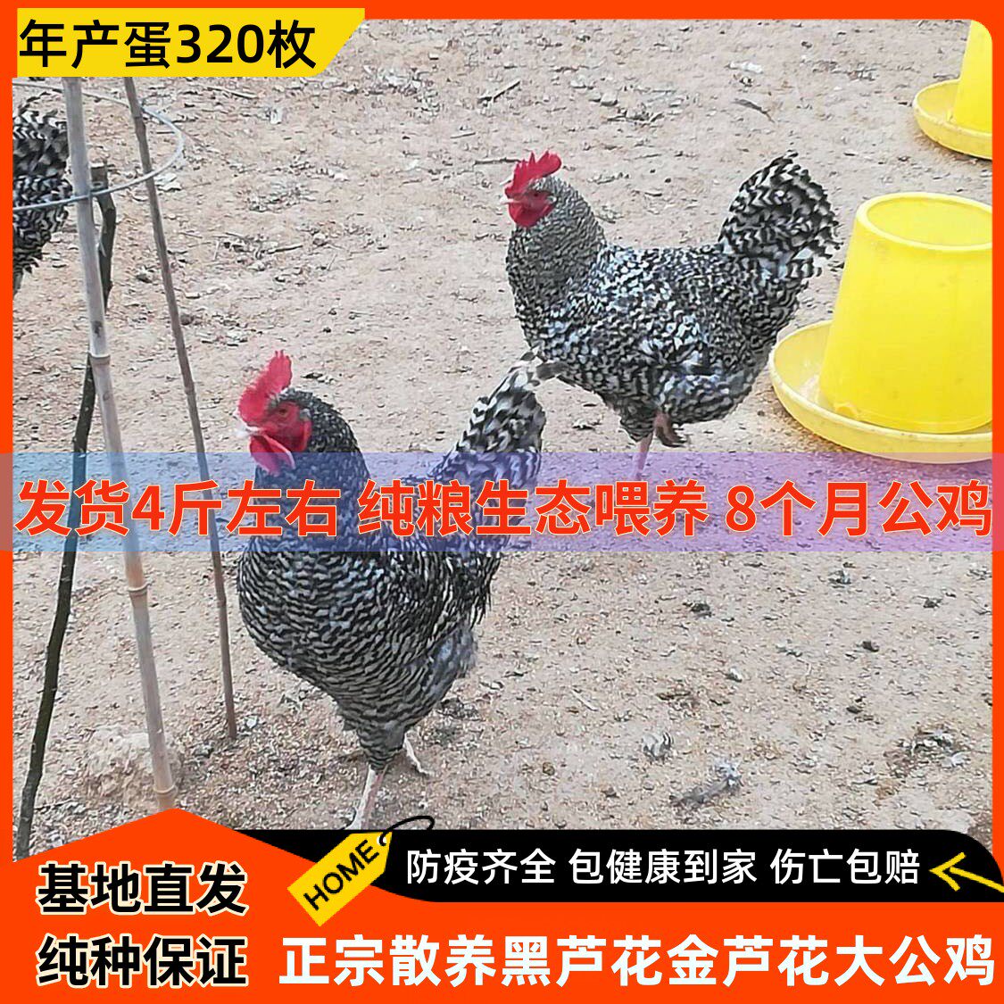 正宗散养金芦花公鸡鹊山公鸡黑芦花大公鸡活体走地土公鸡包活到家