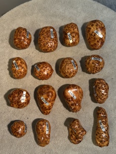 统一沉水高品质高货榴花把件 香味个个都绝绝子 太行柏把件