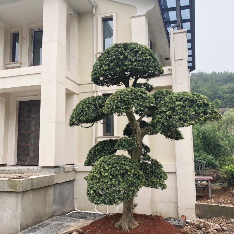 造型罗汉松庭院别墅景观迎客松精品盆景罗汉松
