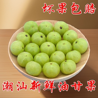 新鮮油柑果現(xiàn)摘包郵柿餅油甘