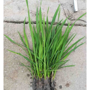 双季茭白苗正宗美人茭品 水生蔬菜高笋 高瓜苗龙虾套养可食用