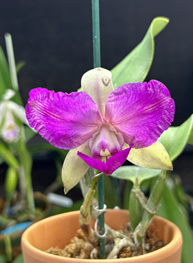 深红网纹三唇瓣走路人  卡特兰C. walkeriana fma rubra浓香洋兰