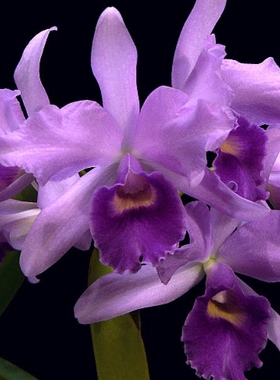 蓝色保罗经典大花卡特兰Ctt. poor.paul.Blue.Heaven浓香洋兰花卉