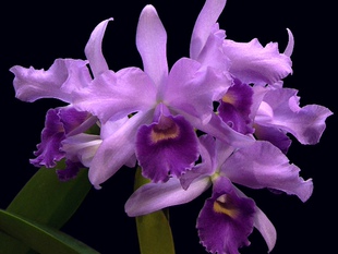 蓝色保罗经典大花卡特兰Ctt. poor.paul.Blue.Heaven浓香洋兰花卉