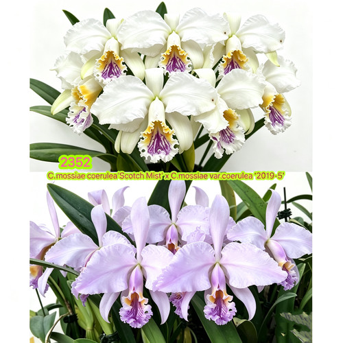 2352蓝莫西卡特兰C. mossiae coerulea（Scoth Mist x 2019-5）