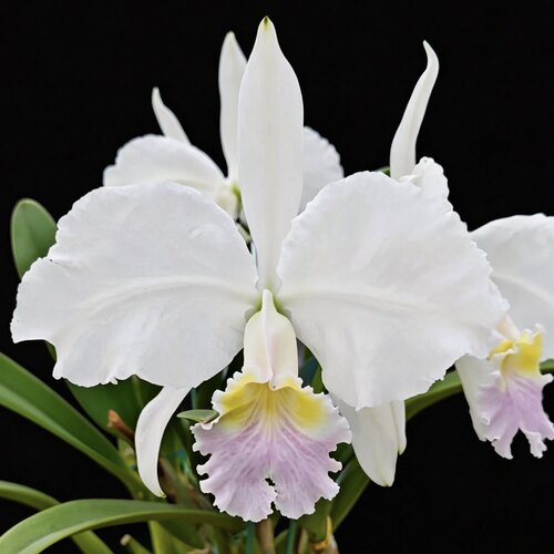柔色路德卡特兰C. lueddemanniana fma.delicata 'Wide Hill'洋兰